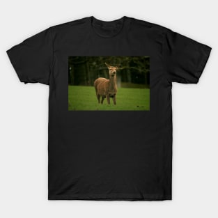 Roe deer T-Shirt